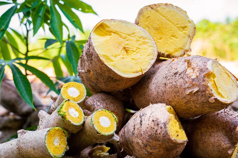 Agricultura do Amazonas movimenta R$ 3,84 bilhões em 2025