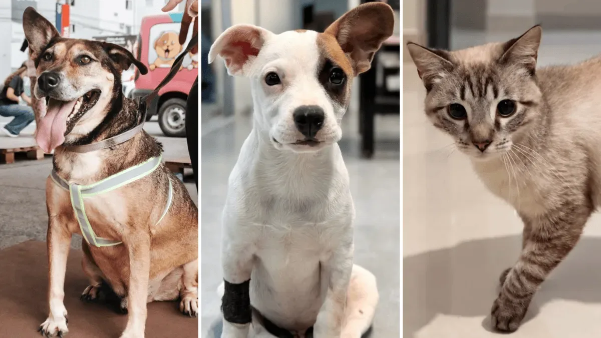 Abrigo lotado leva Viva Bicho a criar adoção com suporte veterinário