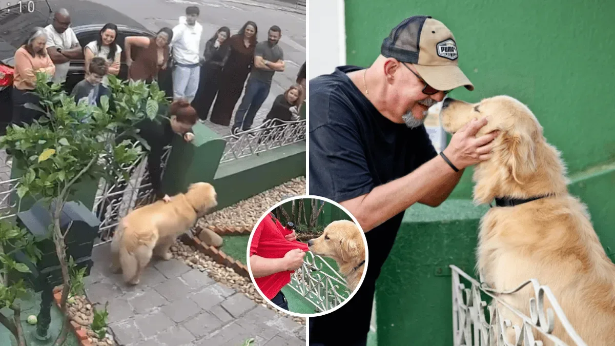 Golden retriever transforma casa em ponto de encontro em Itajaí