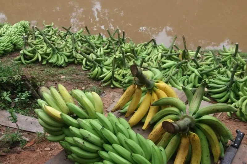 Banana chega a 165.674 toneladas e eleva produção agrícola do Amazonas