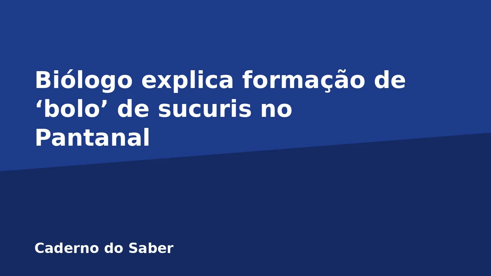 Biólogo explica formação de ‘bolo’ de sucuris no Pantanal
