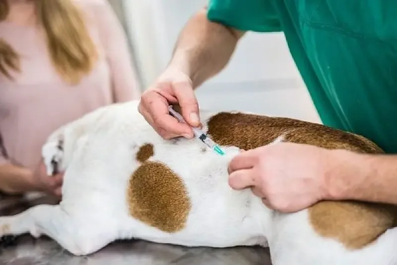 Aparecida de Goiânia vacina cães e gatos contra a raiva em 61 locais