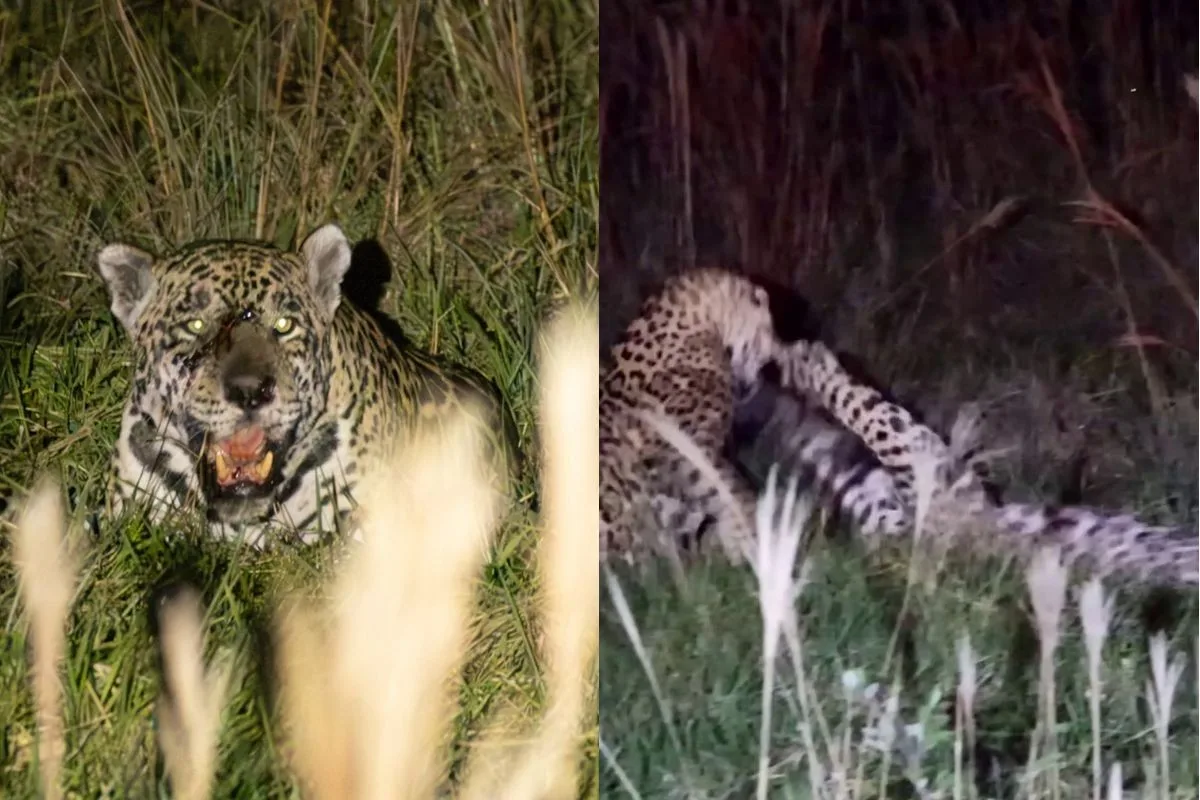 Onças-pintadas entram em confronto durante safári noturno no Pantanal