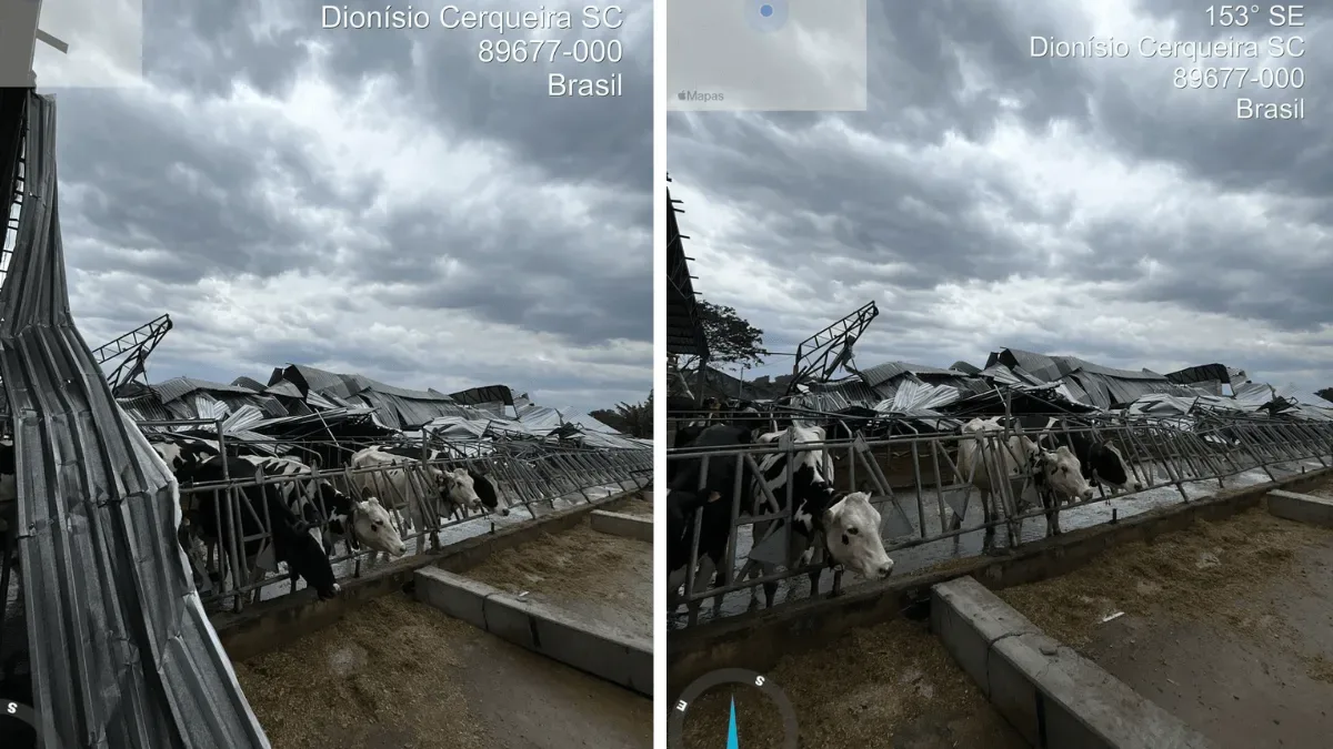 Galpão desaba após vento forte e fere onze vacas em Dionísio Cerqueira