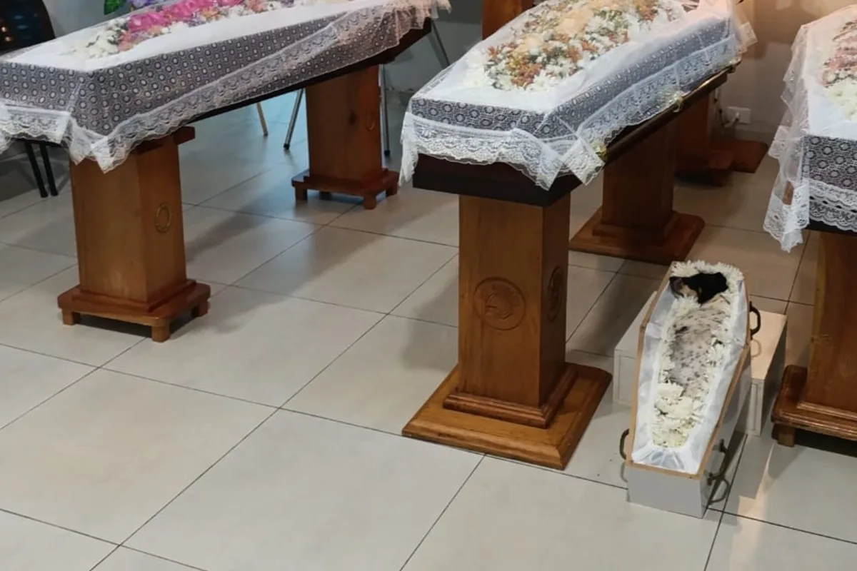 Cadelinha será cremada após velório com família morta em acidente no MS