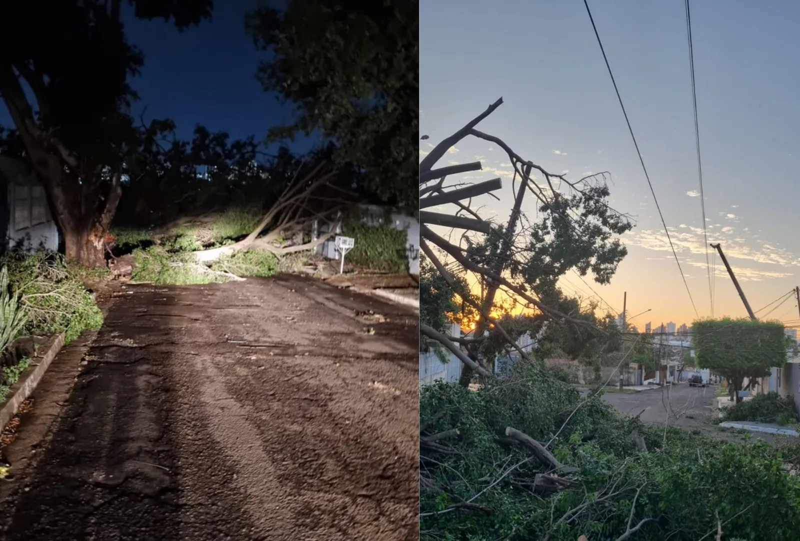 Temporais derrubam árvores e levam Campo Grande a decretar emergência