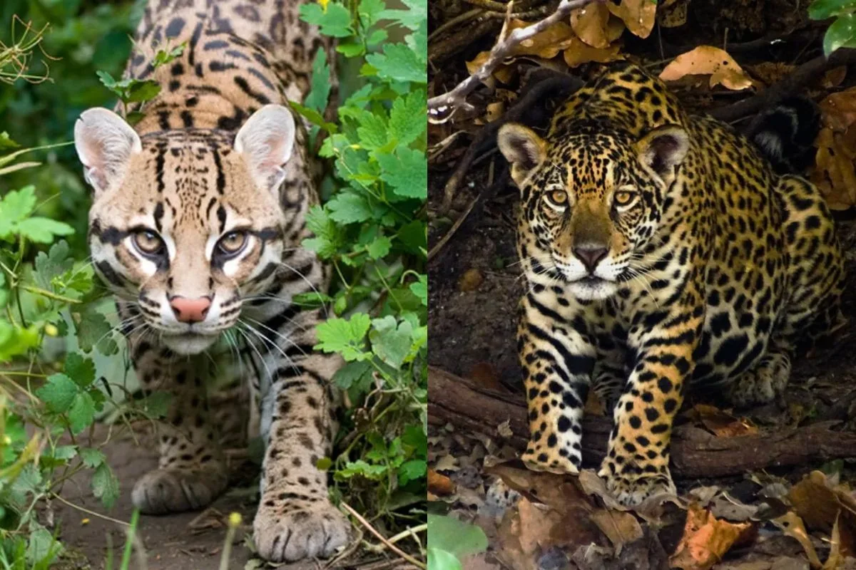 Jaguatirica e filhote surpreendem trabalhadores em estrada canavieira de Naviraí