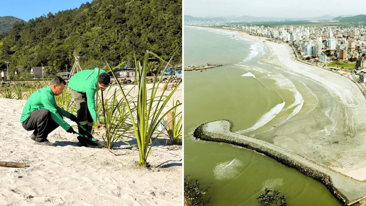 Vegetação de restinga começa a ser implantada na Praia do Gravatá, em Navegantes