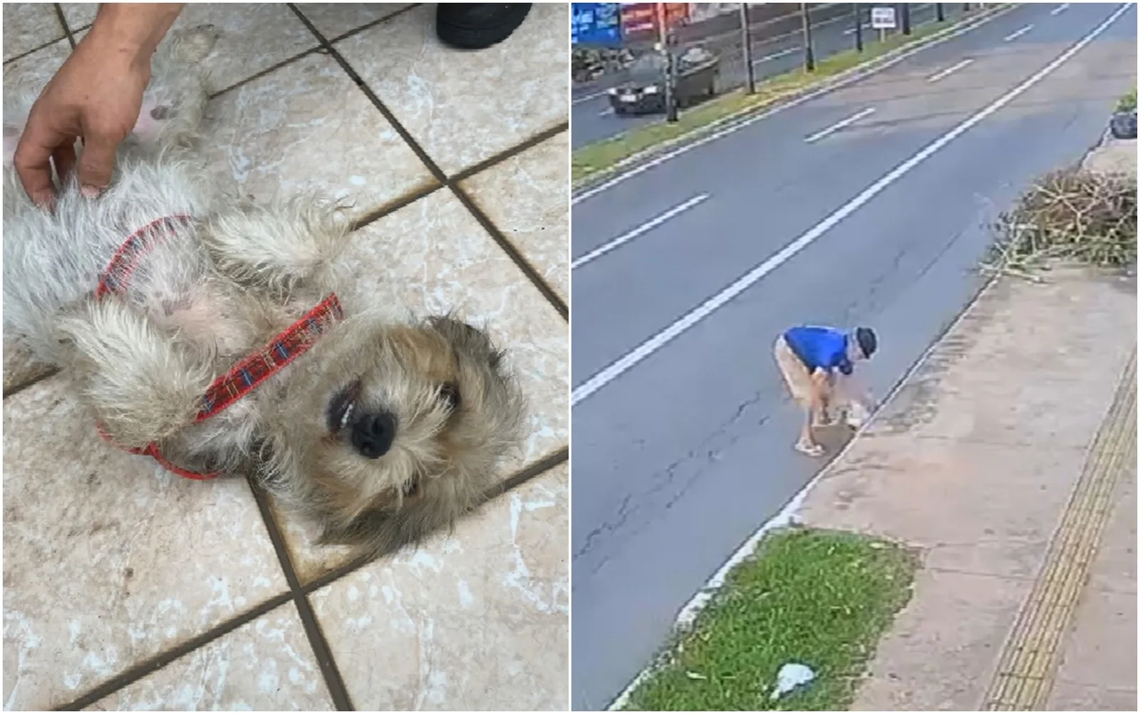 Cachorra é resgatada após ser lançada em bueiro em Goiânia