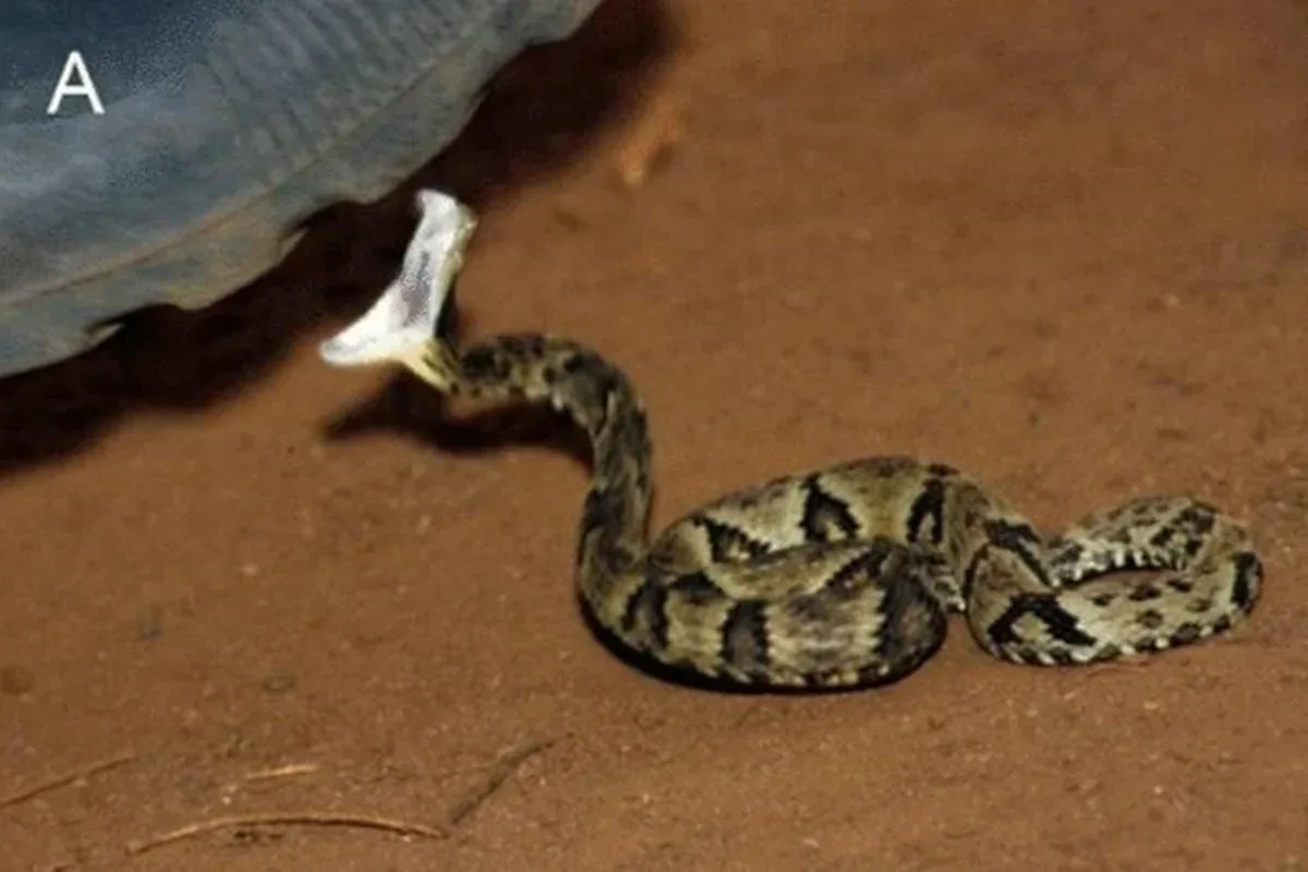 Estudo sobre respostas de jararacas a toques vence prêmio de Biologia do IgNobel