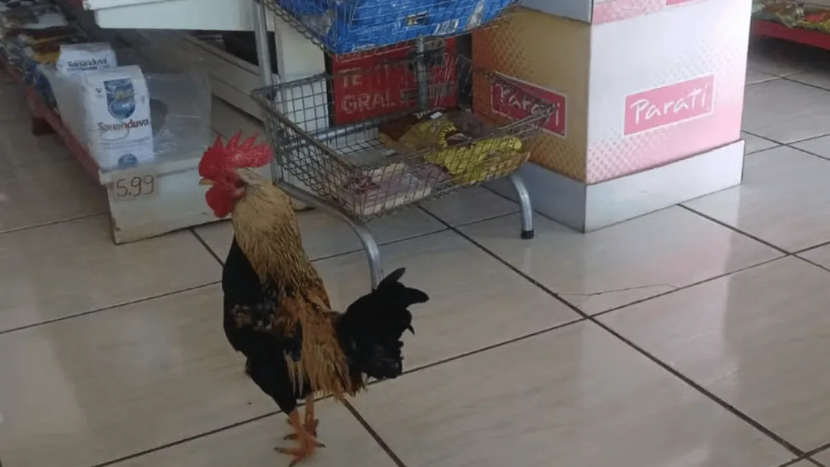 Galinho Bibi acompanha clientes e circula por minimercado em São Domingos