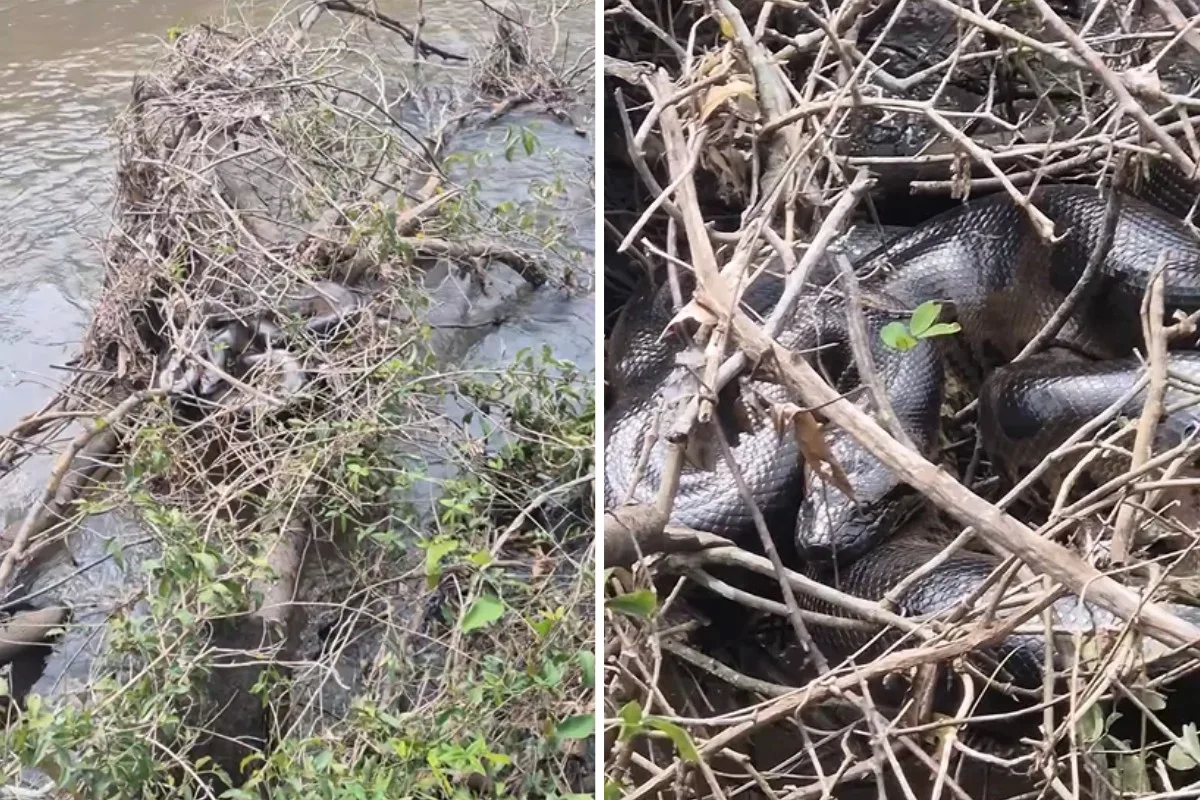 Pescador identifica sucuri escondida entre galhos no rio Pirajuí, em Jateí