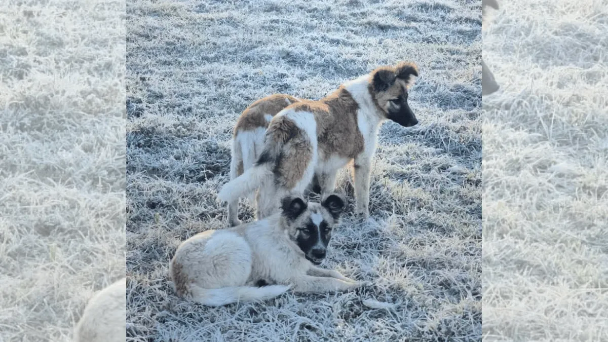 Cães brincam na geada durante manhã de frio em São Joaquim