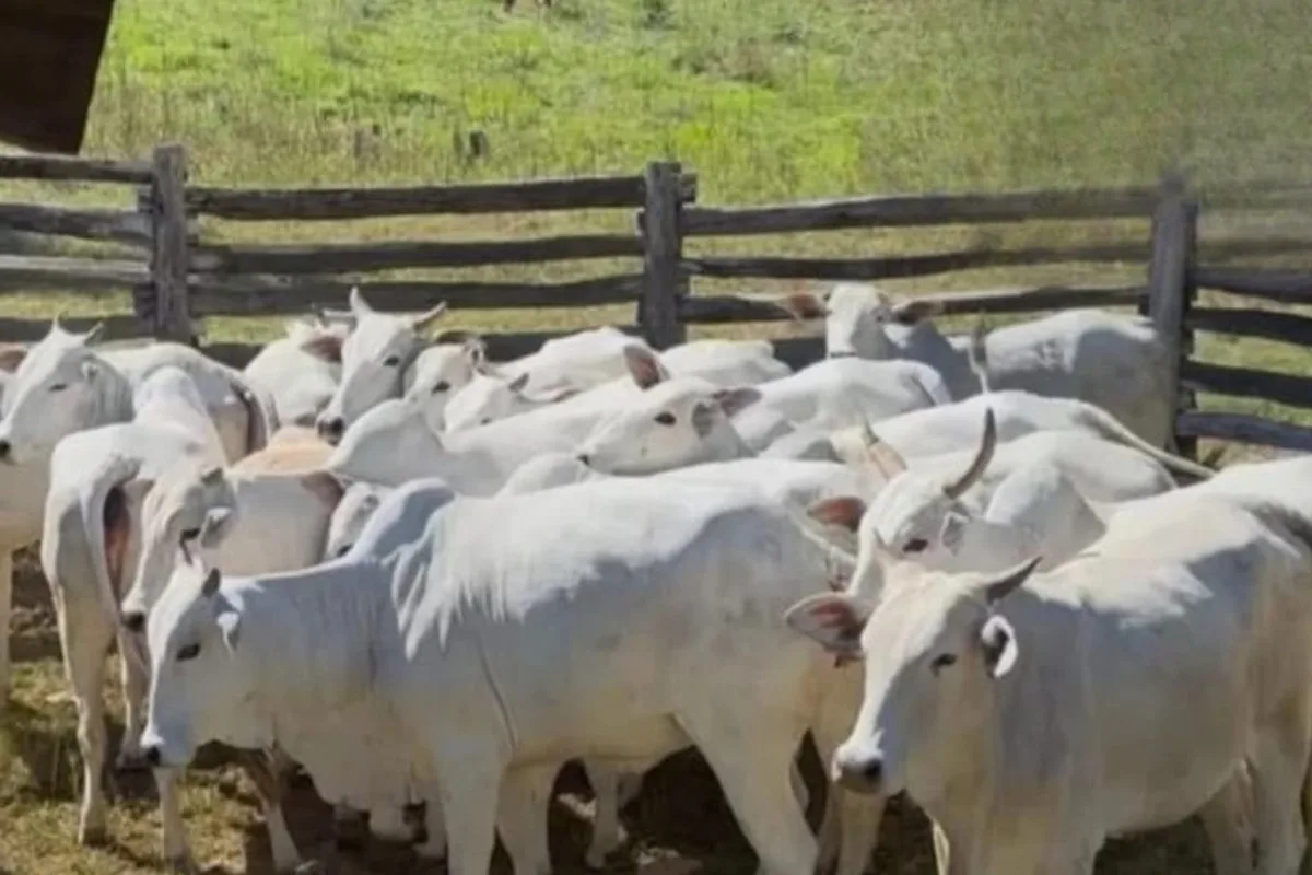 Polícia investiga desaparecimento de 52 bovinos em fazenda de São Gabriel do Oeste
