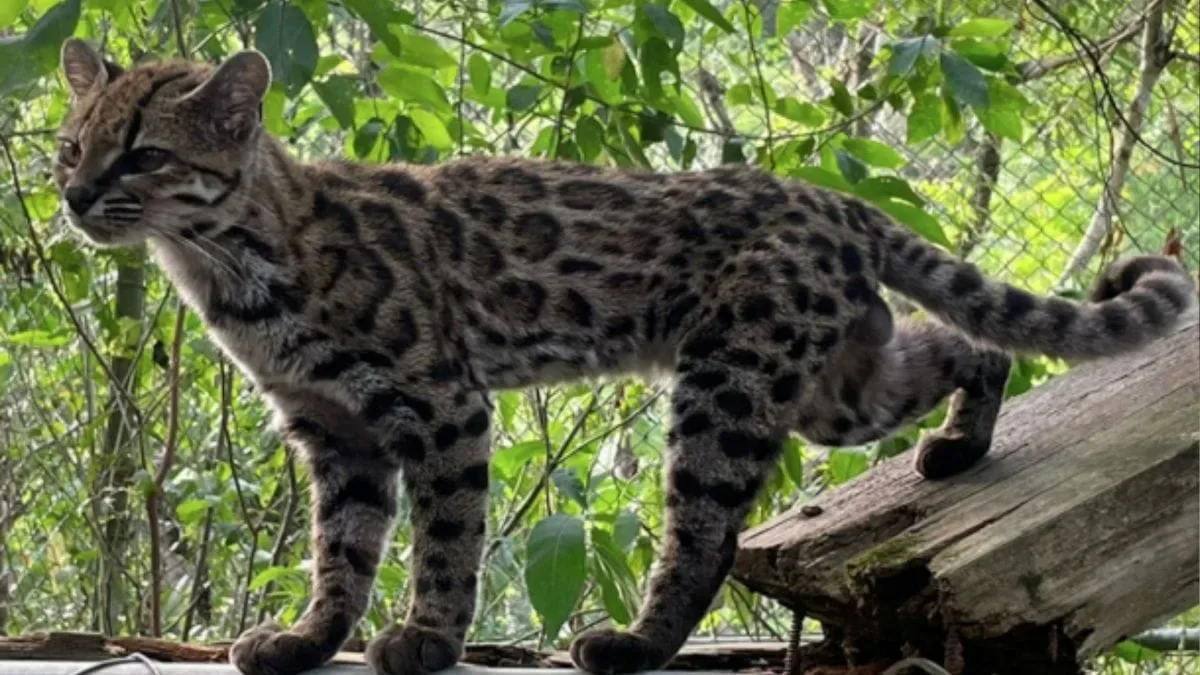 Felino de 1,4 kg é reconhecido como nova espécie na Bolívia