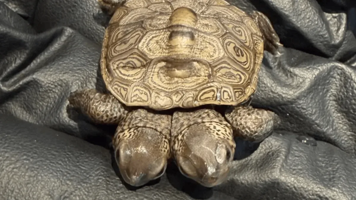Filhote de tartaruga-diamante com duas cabeças é encontrado em Cape Cod