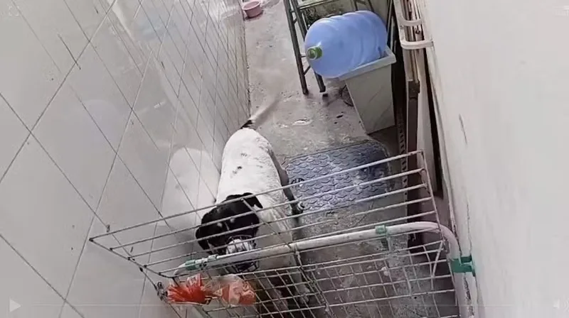 Polícia indicia casal dono de creche para cães por maus-tratos no Rio
