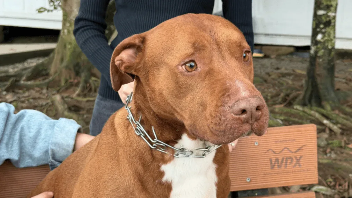 Itajaí procura famílias para cerca de 50 pitbulls acolhidos em abrigo