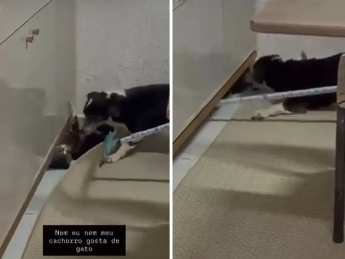 Moradora é autuada após divulgar vídeo de cachorro atacando gato em Bela Vista