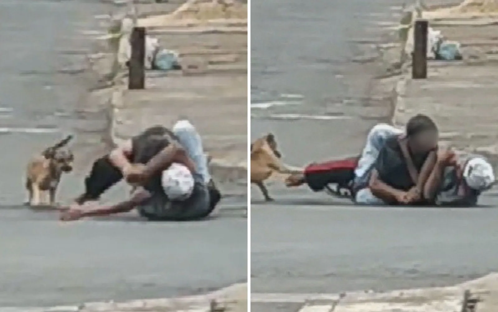 Cão Rua tenta proteger tutor durante briga em rua de Goiânia