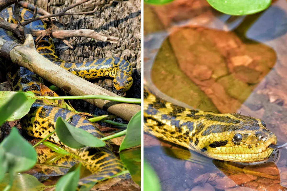 Fotógrafo acompanha sucuri-amarela em margem do Rio Paraguai, em Corumbá