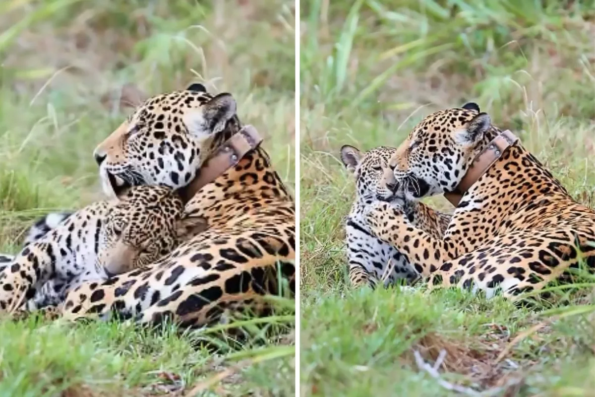 Onça-pintada e filhote são registrados em momento de cuidado no Pantanal