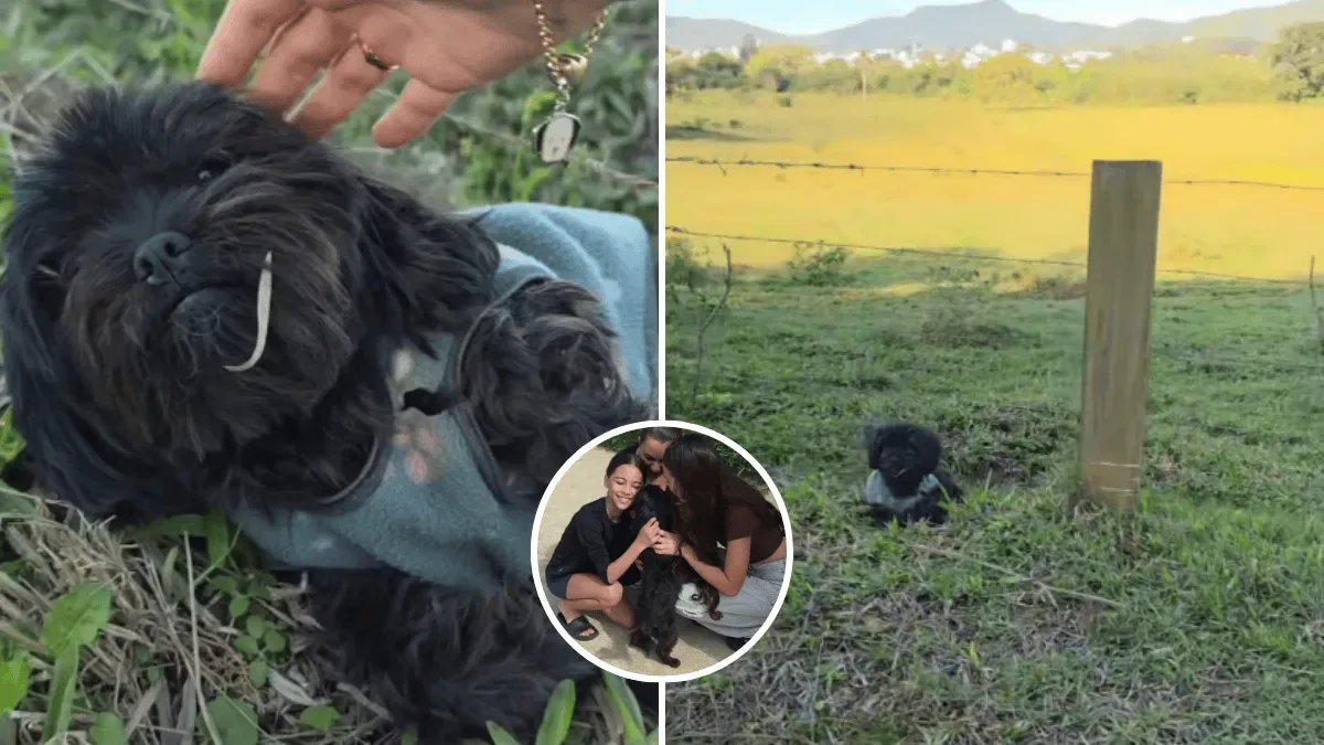 Cachorrinha reencontra família após sete meses desaparecida em Camboriú