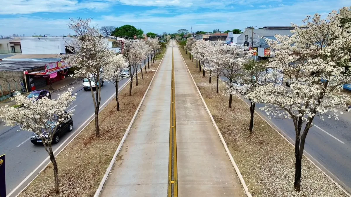 Floração de ipês-brancos marca período de estiagem em Goiânia