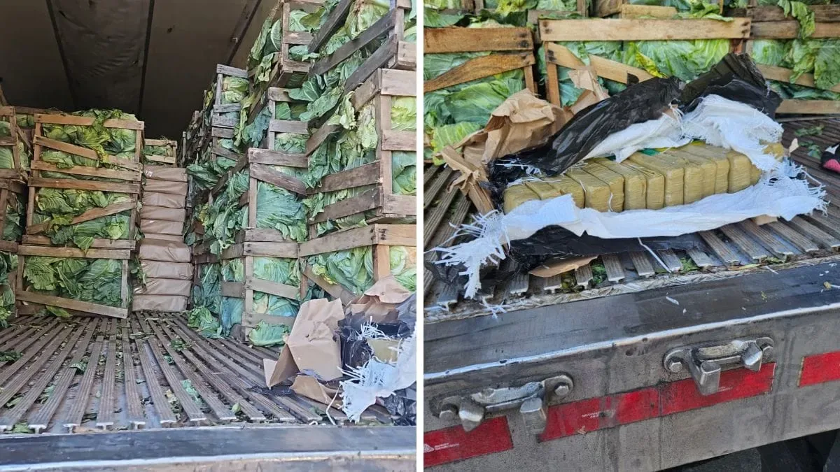 Motorista é preso após PRF localizar maconha sob caixas de repolho em Rio Negrinho