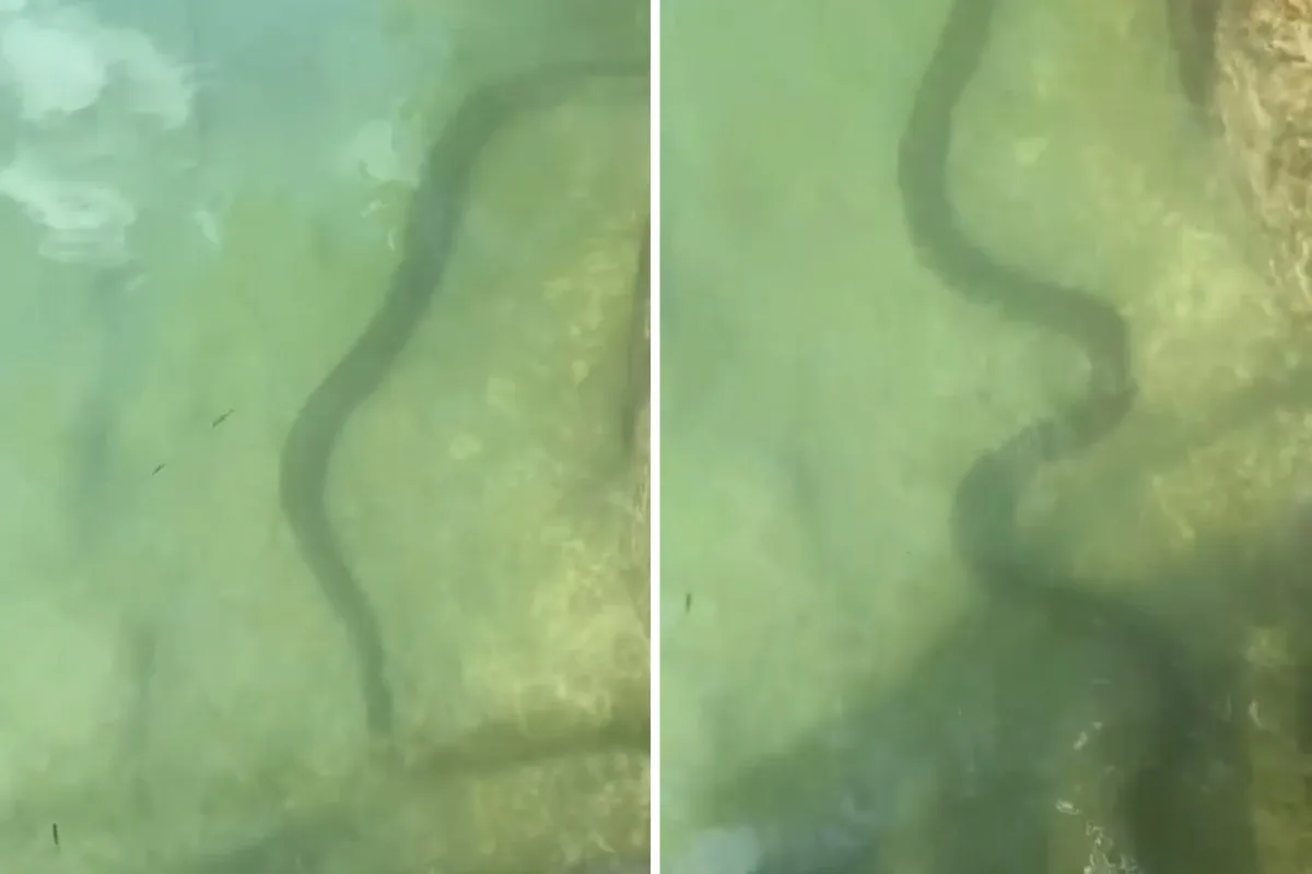 Cobra passa entre as pernas de visitante durante gravação em Bonito