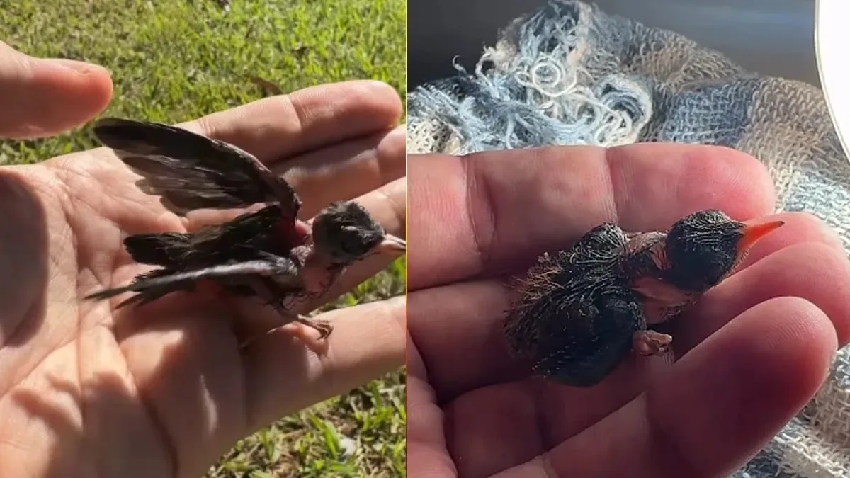 Veterinário tenta salvar filhote de beija-flor encontrado quase sem respirar