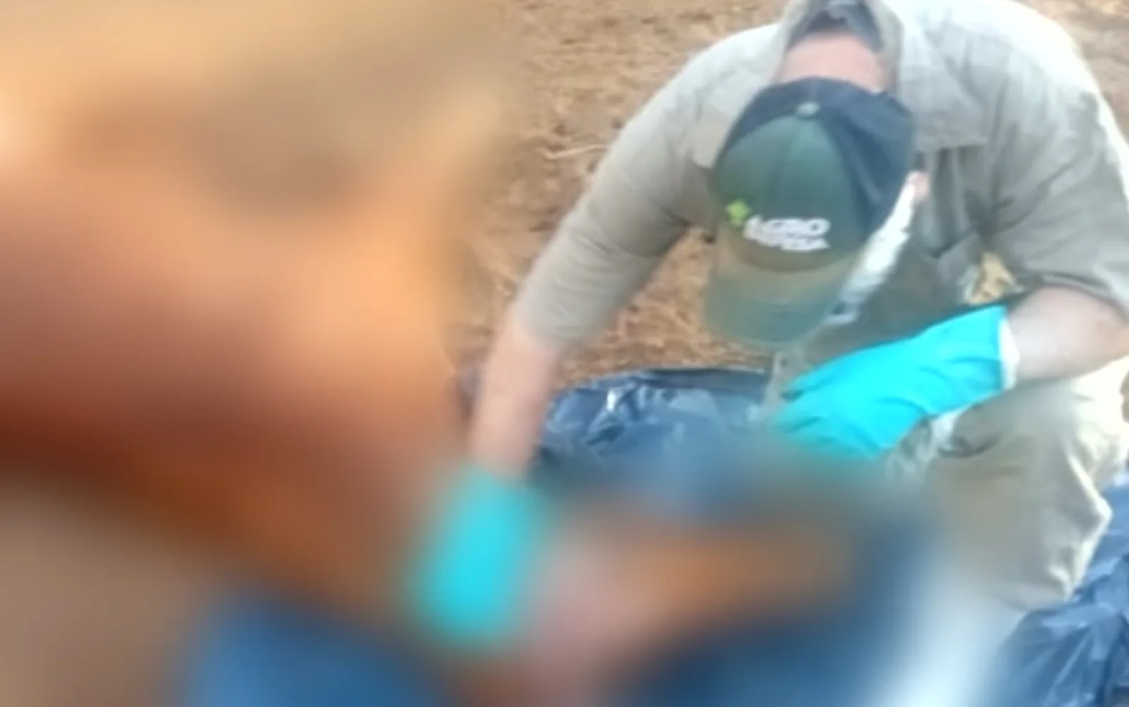 Raiva causa morte de sete cavalos em fazenda de Goiás