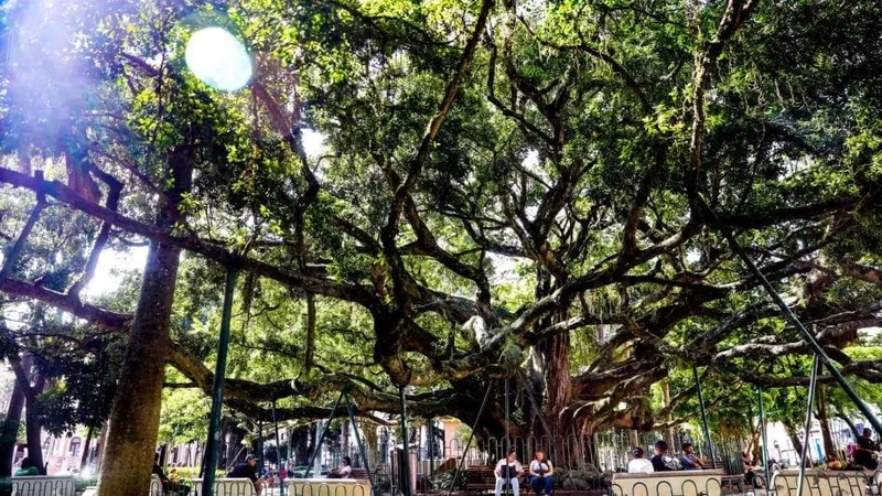 Figueira da Praça XV terá novo sistema de sustentação em Florianópolis