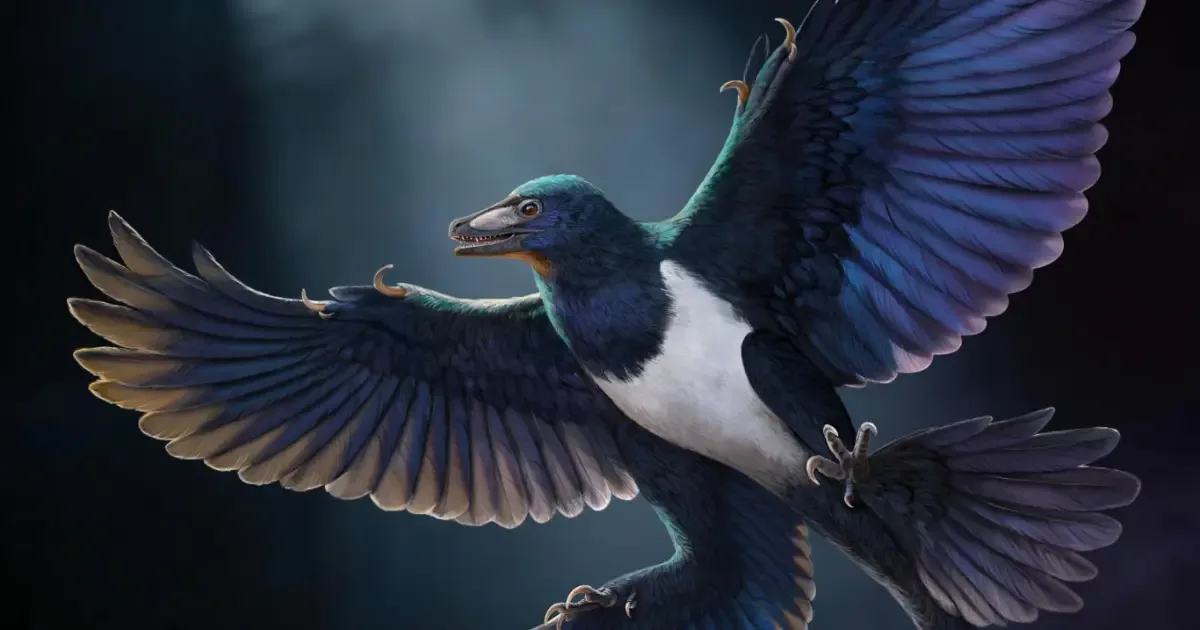 Fóssil de dinossauro com penas muda hipóteses sobre a origem do voo
