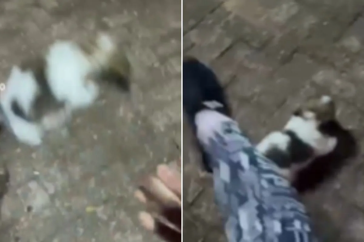 Influenciadora é presa em Aquidauana após agressões contra filhote