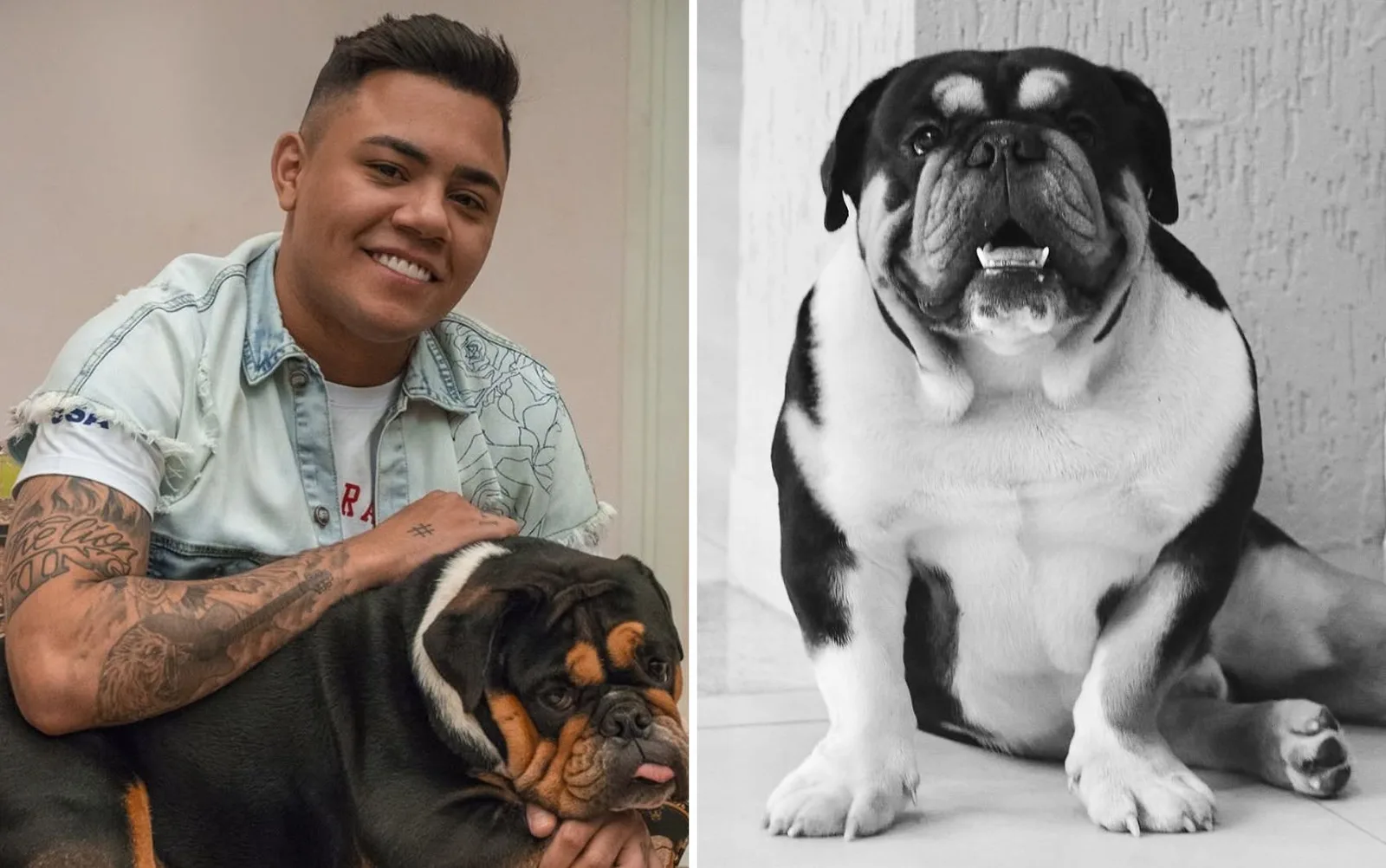 Felipe Araújo se despede de cachorro que homenageava Zezé Di Camargo