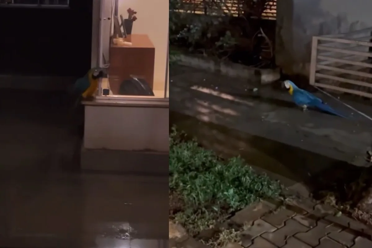 Arara busca abrigo em casa durante temporal e volta a um coqueiro em Campo Grande