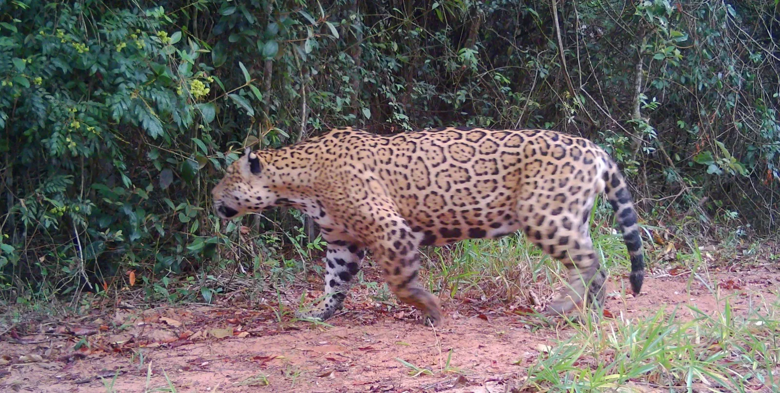 Cansaço interrompe retorno de onça-pintada ao Parque Morro do Diabo