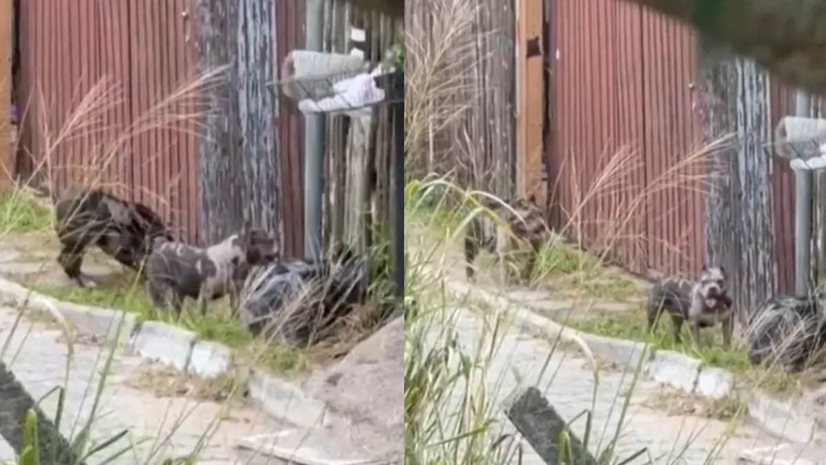 Adolescente passa por cirurgia após ataque de três pitbulls em Florianópolis