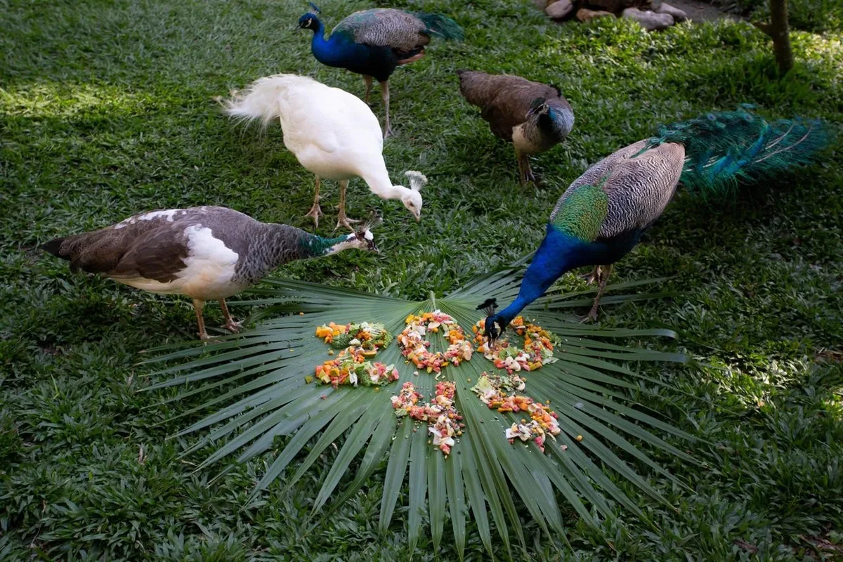 Animais recebem estímulos especiais durante aniversário do Zoo-VR