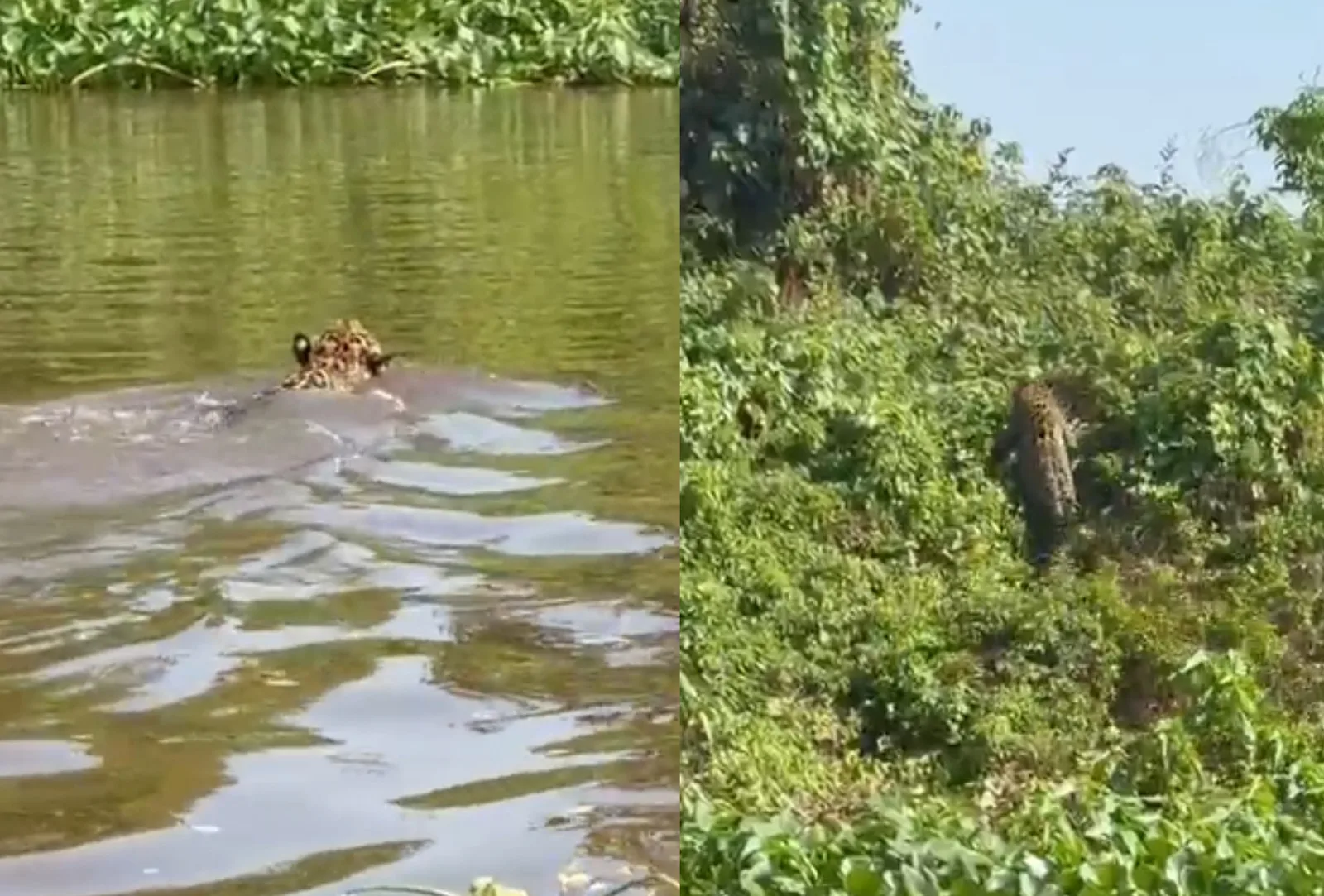 Onça atravessa o rio Paraguai e é registrada por pescadores em Corumbá