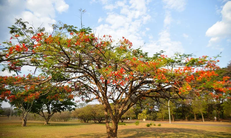 Primavera terá chuvas irregulares e risco de tempestades em Goiás