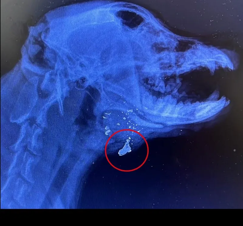 Pitbull passa por cirurgia após ser atingido por disparo no Rio
