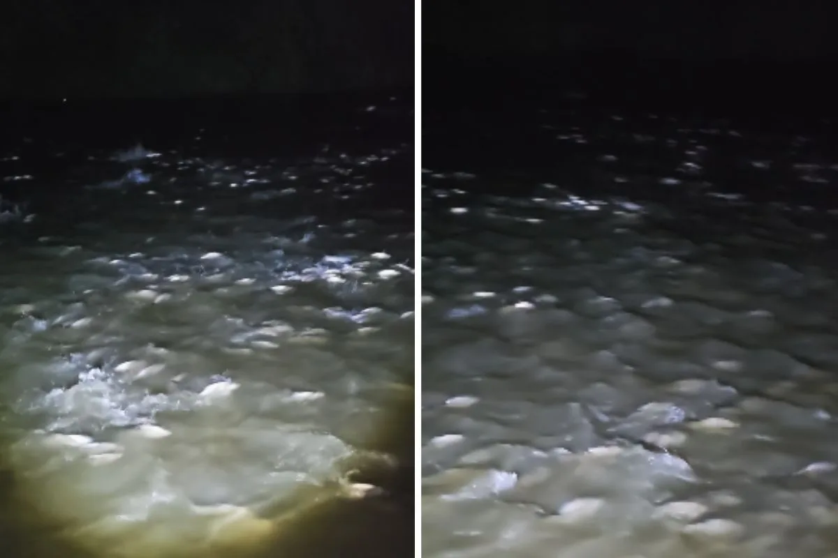 Cardume de curimbas sobe o Rio Miranda durante início da piracema