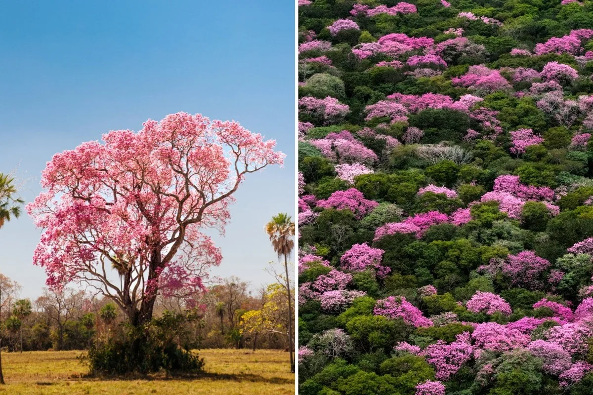 Ipês rosados florescem no fim de setembro em Miranda durante ano de El Niño