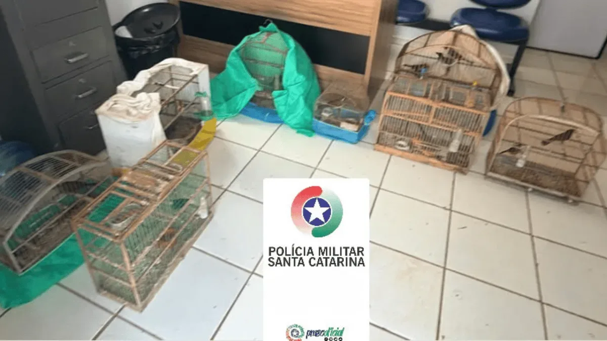 PM apreende 19 aves silvestres em propriedade no Oeste de Santa Catarina