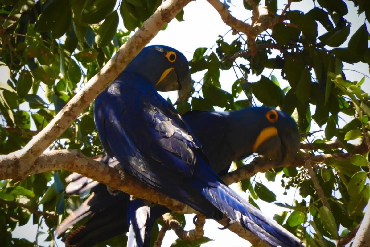 Mato Grosso do Sul lidera registros de araras-azuis no Big Day