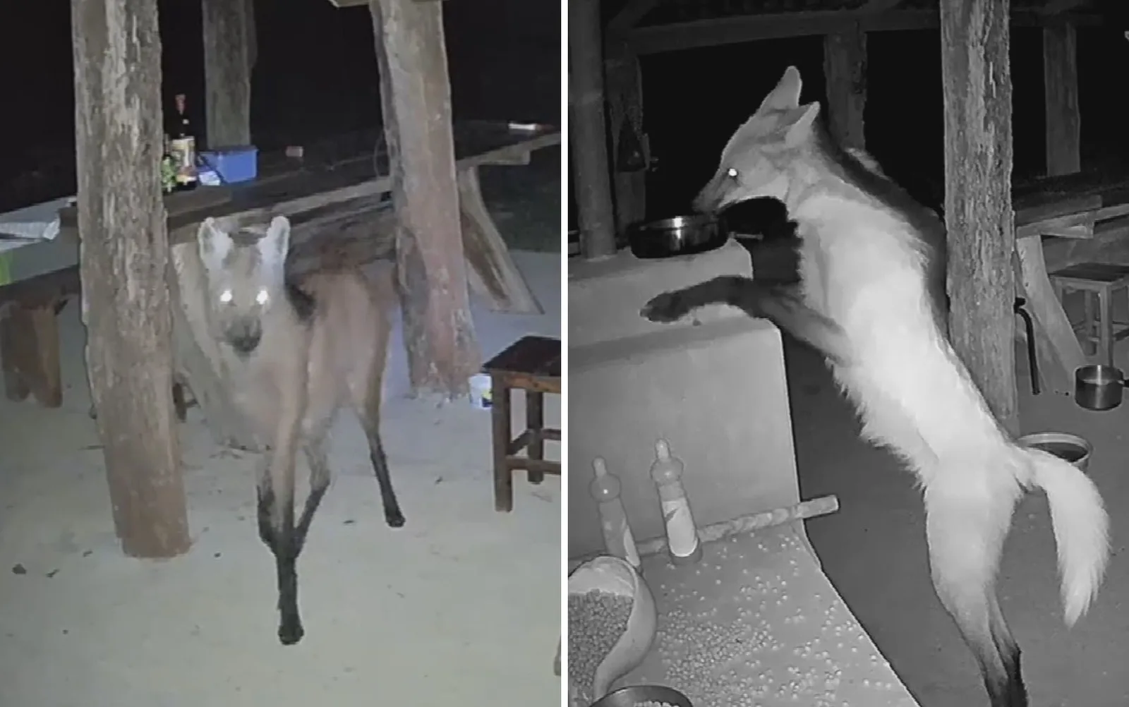 Lobo-guará é identificado após furtos em chácara no sul de Goiás