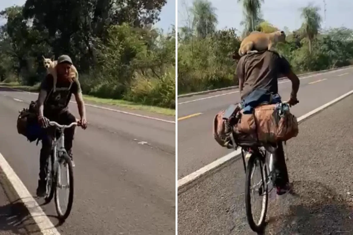 Vídeo de ciclista com cachorrinha nas costas se aproxima de 1 milhão de visualizações