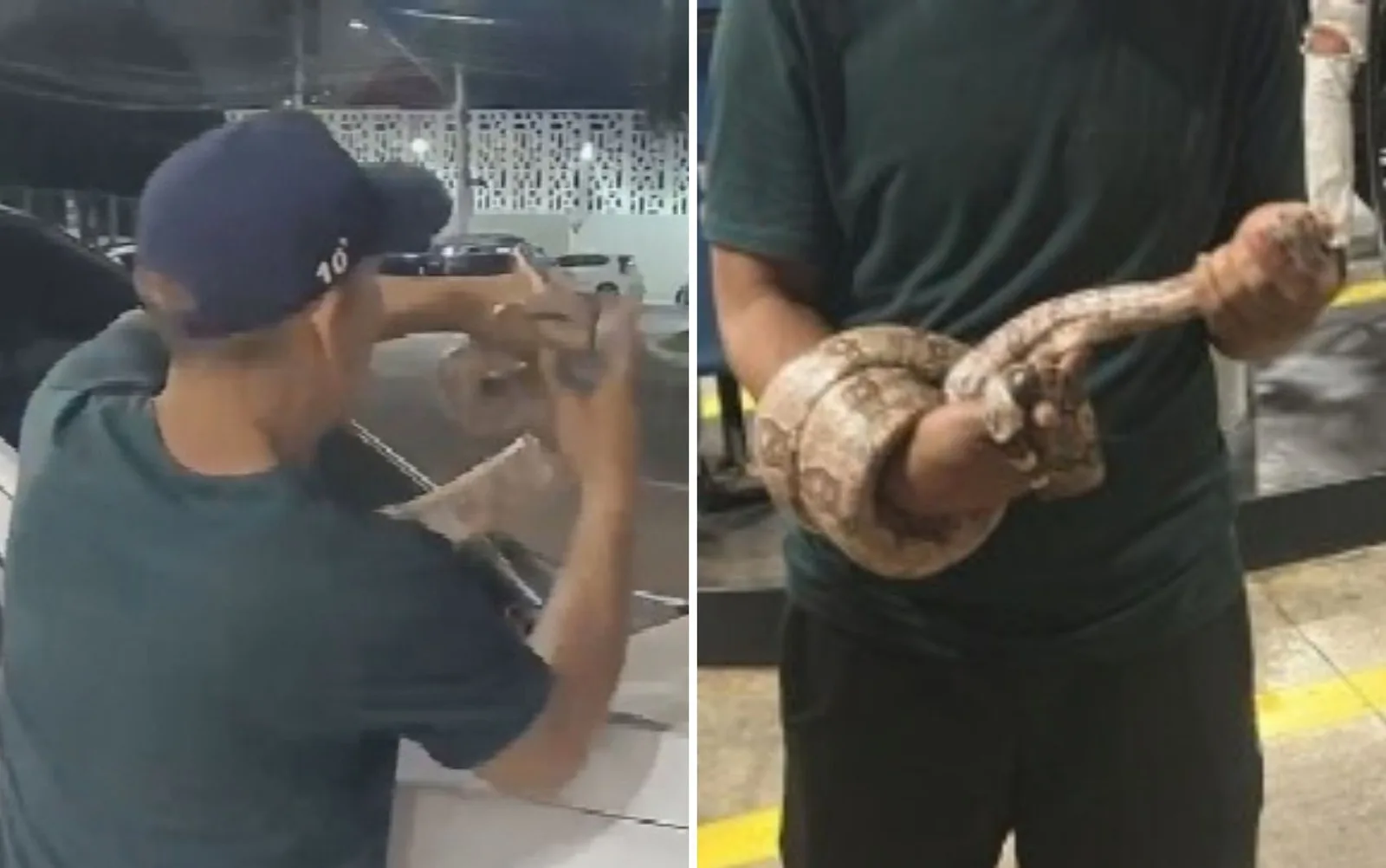 Homem captura jiboia com as mãos após cobra aparecer em caminhonete em Goiânia